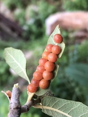 Sphaeroteras pulchripennis