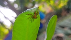 Oxyopes