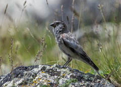 Leucosticte brandti