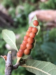 Sphaeroteras pulchripennis