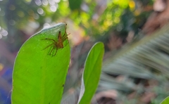 Oxyopes