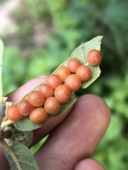 Sphaeroteras pulchripennis