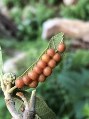 Sphaeroteras pulchripennis