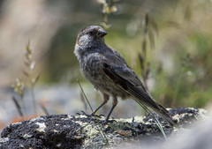 Leucosticte brandti
