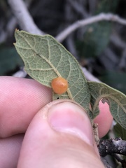 Sphaeroteras pulchripennis