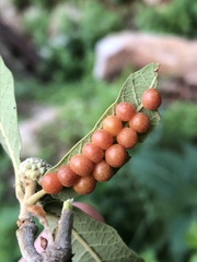 Sphaeroteras pulchripennis