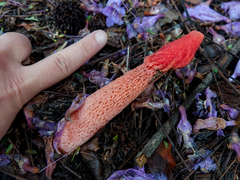 Phallus rugulosus