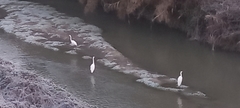 Ardea alba