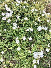 Calystegia tuguriorum