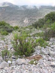 Crotalus molossus nigrescens