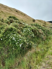 Calystegia tuguriorum