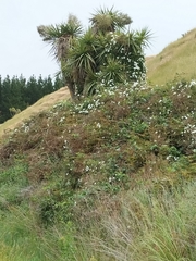 Calystegia tuguriorum