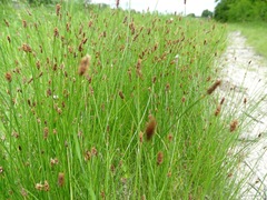 Eleocharis compressa