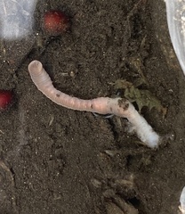 Lumbricus terrestris