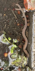Lumbricus terrestris