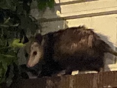 Didelphis virginiana
