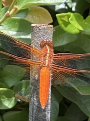 Libellula croceipennis