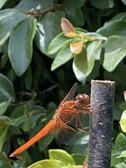 Libellula croceipennis