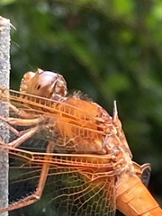 Libellula croceipennis