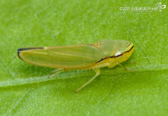 Graphogonalia evagorata