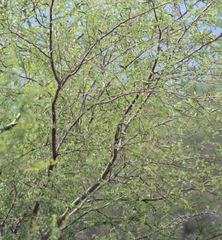 Vachellia farnesiana farnesiana