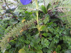 (c) Hopeland, some rights reserved (CC BY) Cyananthus lobatus, photograph (c) Hopeland, some rights reserved (CC BY)