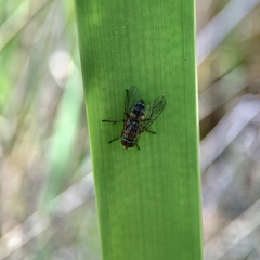 Pygophora apicalis