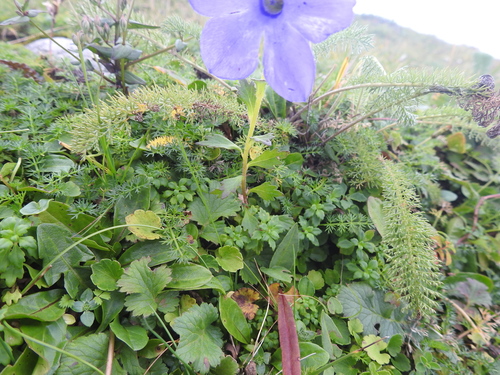 Cyananthus lobatus, photograph 5