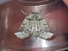 Declana griseata