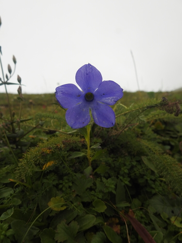 Cyananthus lobatus, photograph 6