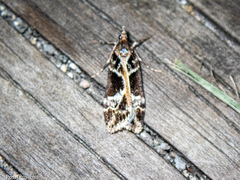 Eudonia melanaegis