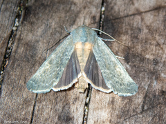Ichneutica nobilia