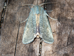 Ichneutica nobilia