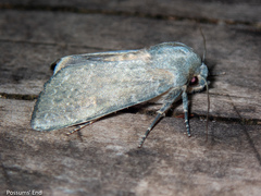 Ichneutica nobilia