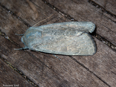 Ichneutica nobilia