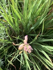 Polygala hottentotta