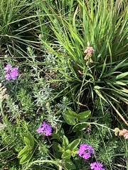 Polygala hottentotta