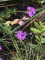 Polygala hottentotta