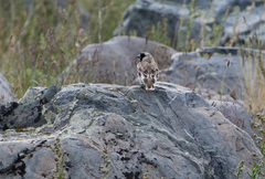 Montifringilla davidiana