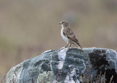 Montifringilla davidiana