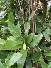Magnolia coco