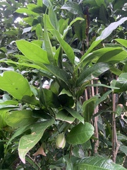 Magnolia coco