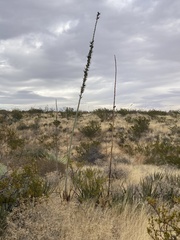 Dasylirion leiophyllum