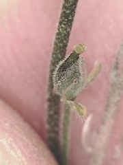 Draba juvenilis