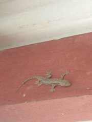 Hemidactylus platyurus