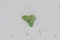 Comostola meritaria
