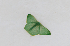 Thalassodes immissaria