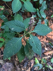 Achyrospermum densiflorum