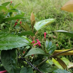 Manettia reclinata