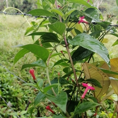 Manettia reclinata